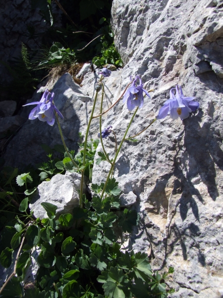 Aquilegia magellensis /  Aquilegia magellense